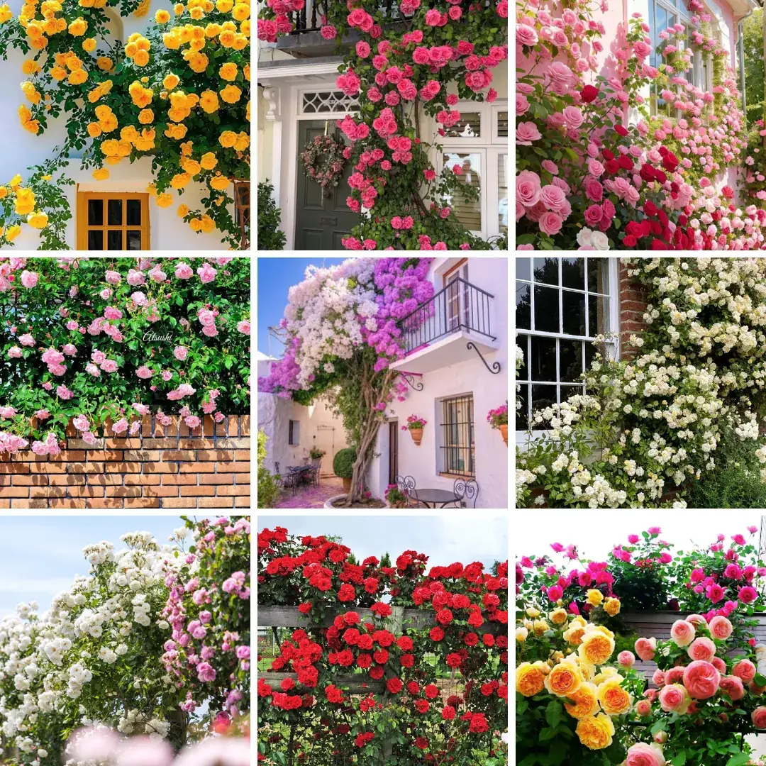 Jardim com rosas trepadeiras coloridas em pergolado